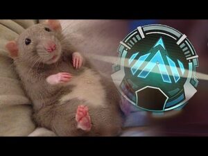 Platinum Ratinum | Apex Legends